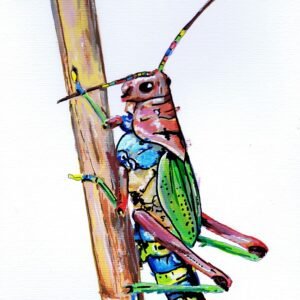 Uma ilustração vibrante (A4) do "Gafanhoto Arco-íris", pintado exclusivamente com os marcadores One4all da Molotow. Esta peça celebra a beleza inesperada dos insectos com uma explosão de cor. Disponível para venda na Loja.