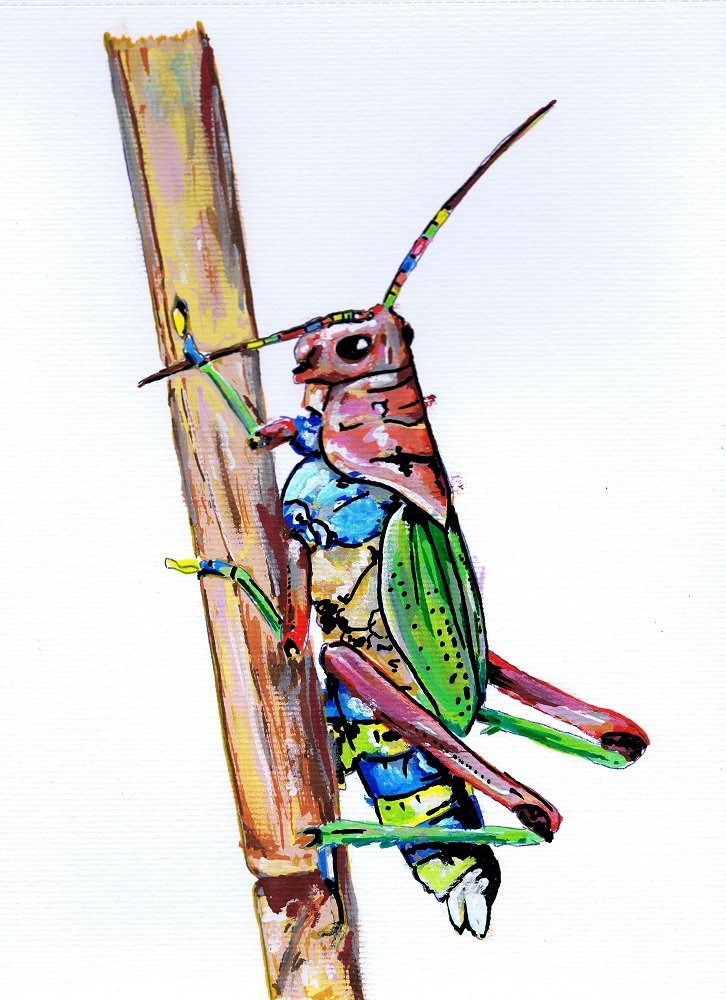 Uma ilustração vibrante (A4) do "Gafanhoto Arco-íris", pintado exclusivamente com os marcadores One4all da Molotow. Esta peça celebra a beleza inesperada dos insectos com uma explosão de cor. Disponível para venda na Loja.