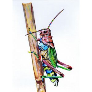 Uma ilustração vibrante (A4) do "Gafanhoto Arco-íris", pintado exclusivamente com os marcadores One4all da Molotow. Esta peça celebra a beleza inesperada dos insectos com uma explosão de cor. Disponível para venda na Loja.